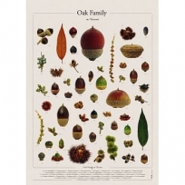 臺灣橡實家族海報