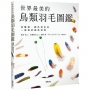 世界最美的鳥類羽毛圖鑑:從圖樣、顏色到形狀一窺鳥的絕美姿態